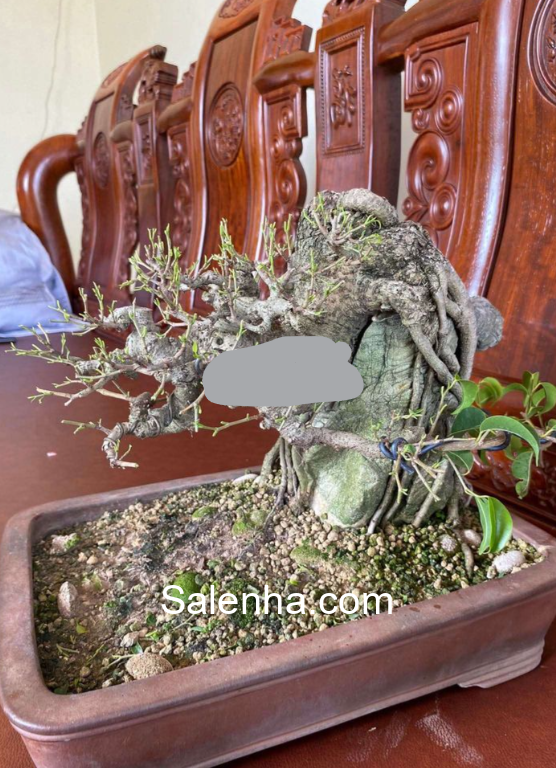 Ảnh nhà