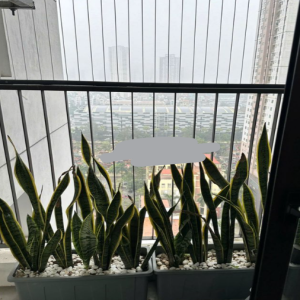 Ảnh nhà
