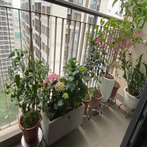 Ảnh nhà