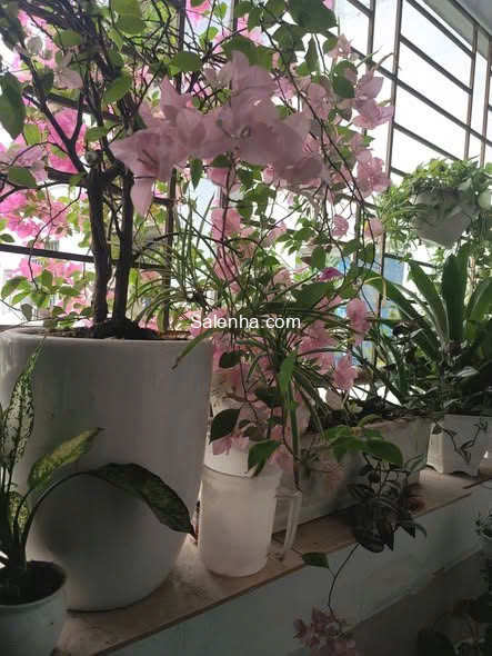 Ảnh nhà