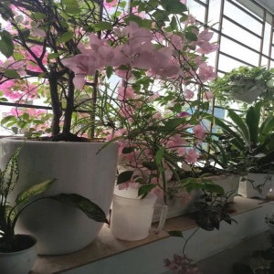 Ảnh nhà