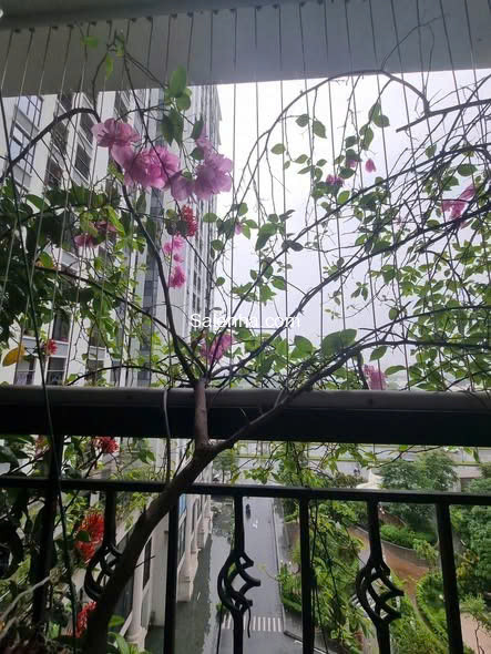 Ảnh nhà