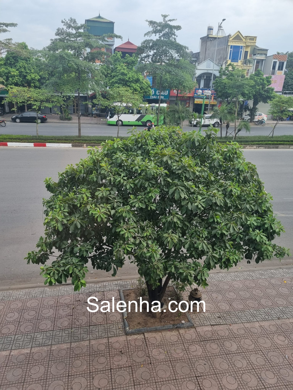 Ảnh nhà